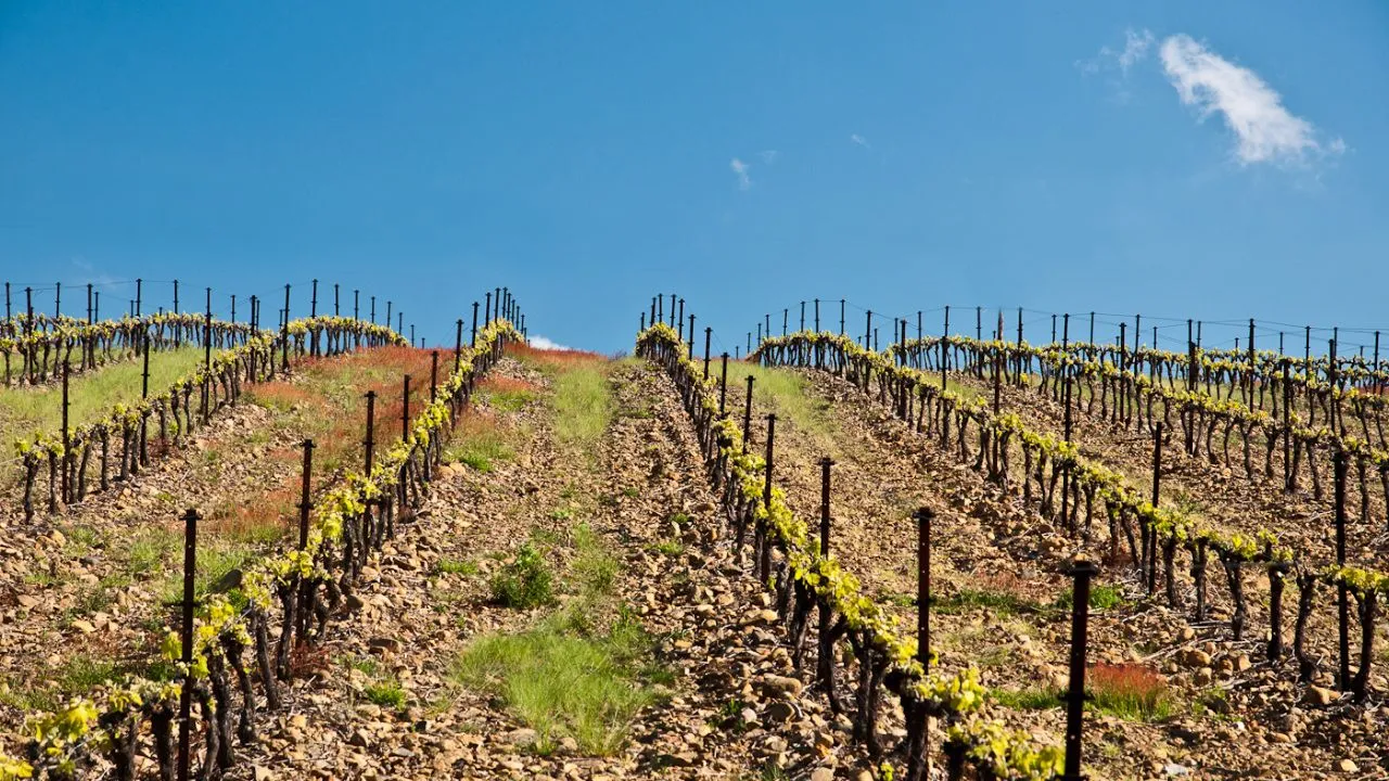 Vignes du Clos Padulis