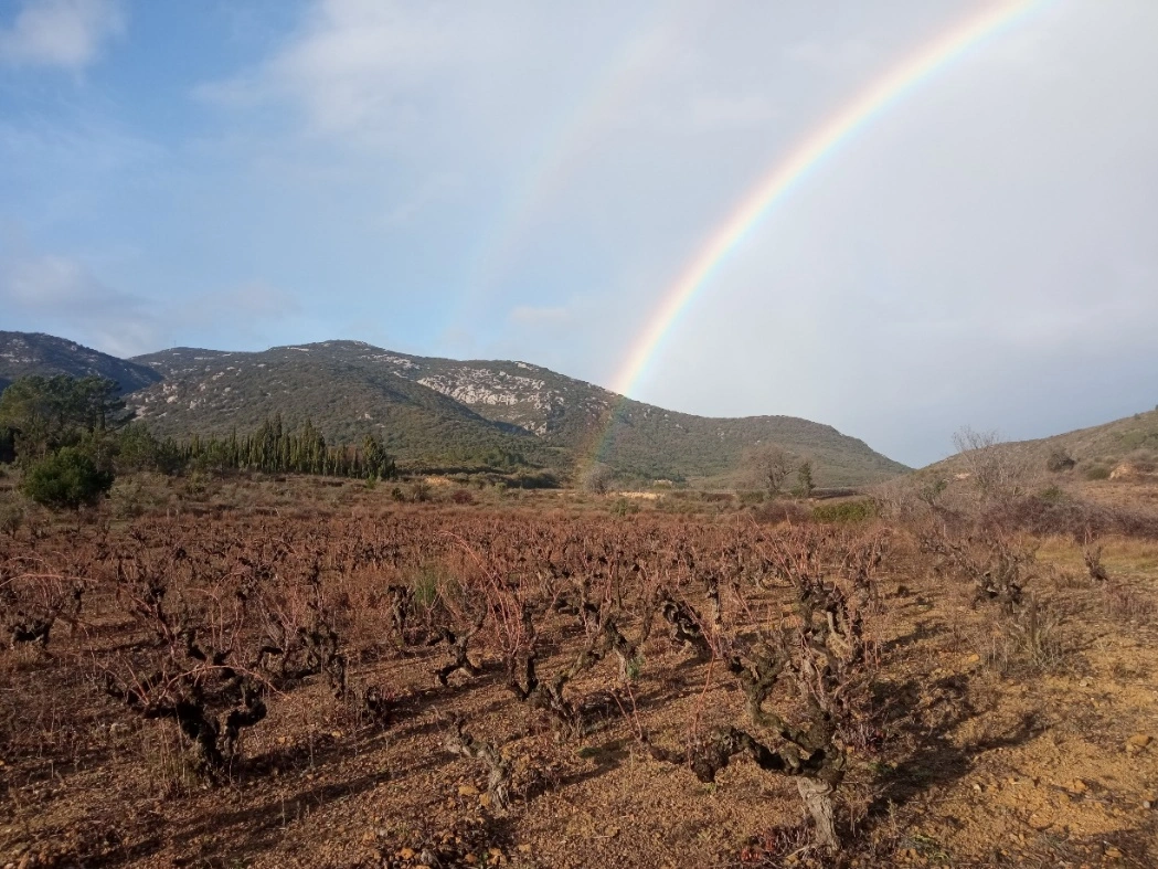 Vignes du Domaine Amandine Piret