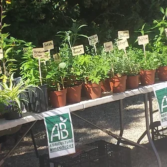 Plan de plantes en ventes issues du Domaine De Montrouch