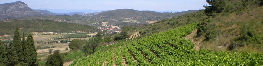 Champ de vignes du Domaine Rémi Jalliet