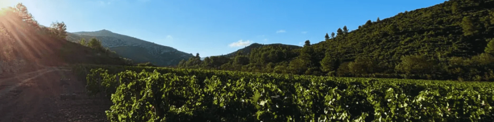 Champ de vignes L'Âme De Mes Ancêtres