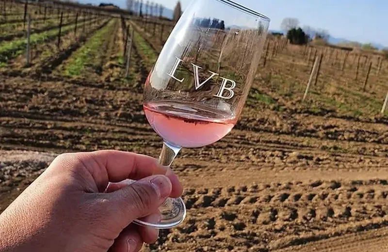 Verre de rosé dans un champ de vignes de La Vigne Barbe